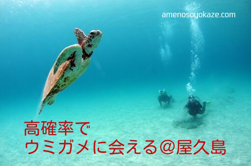 【屋久島のウミガメ】世界自然遺産の体験ダイビングは初めてさんにも最高だった！